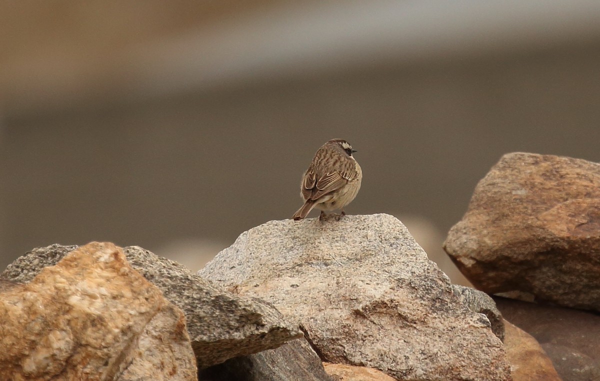 Brown Accentor - ML620166031