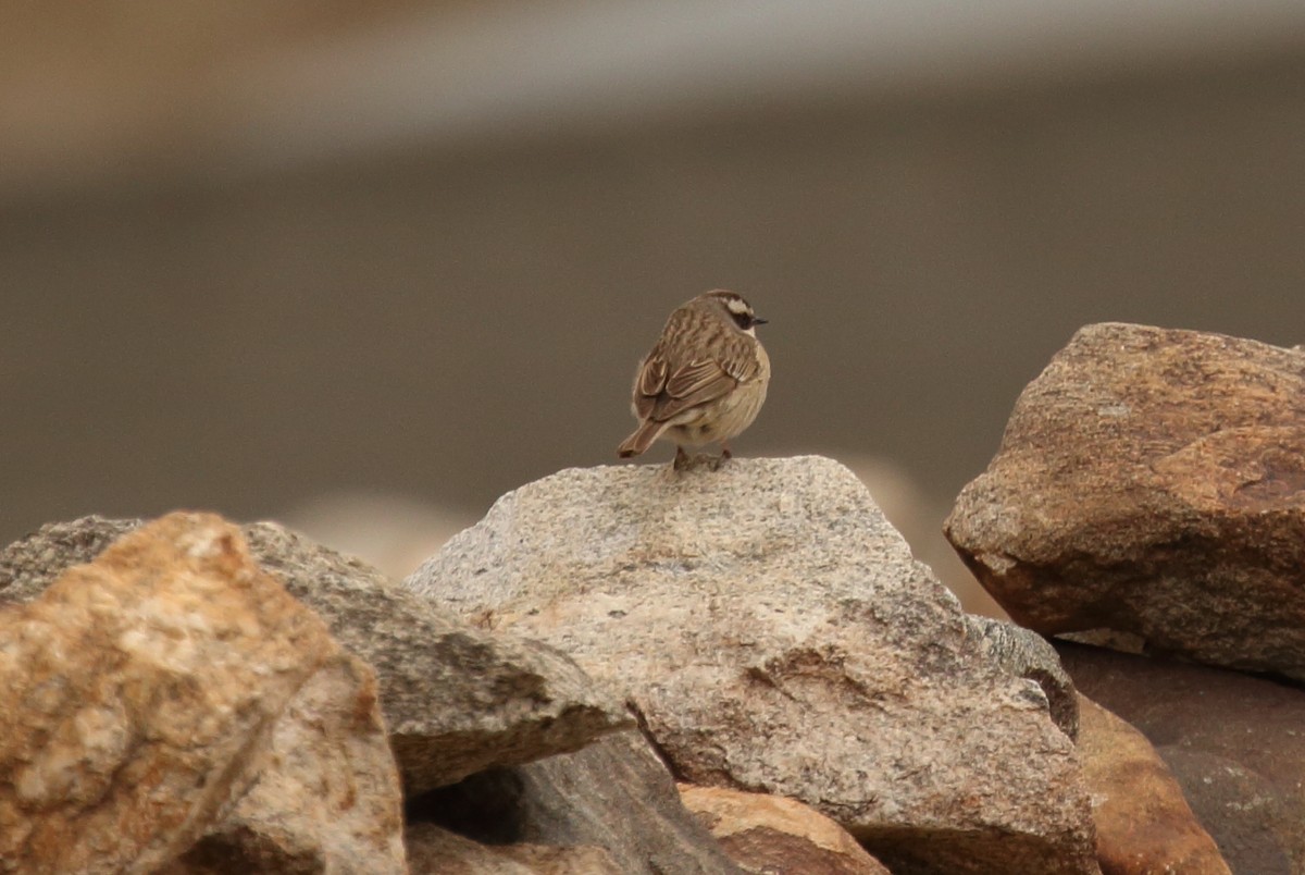 Brown Accentor - ML620166032