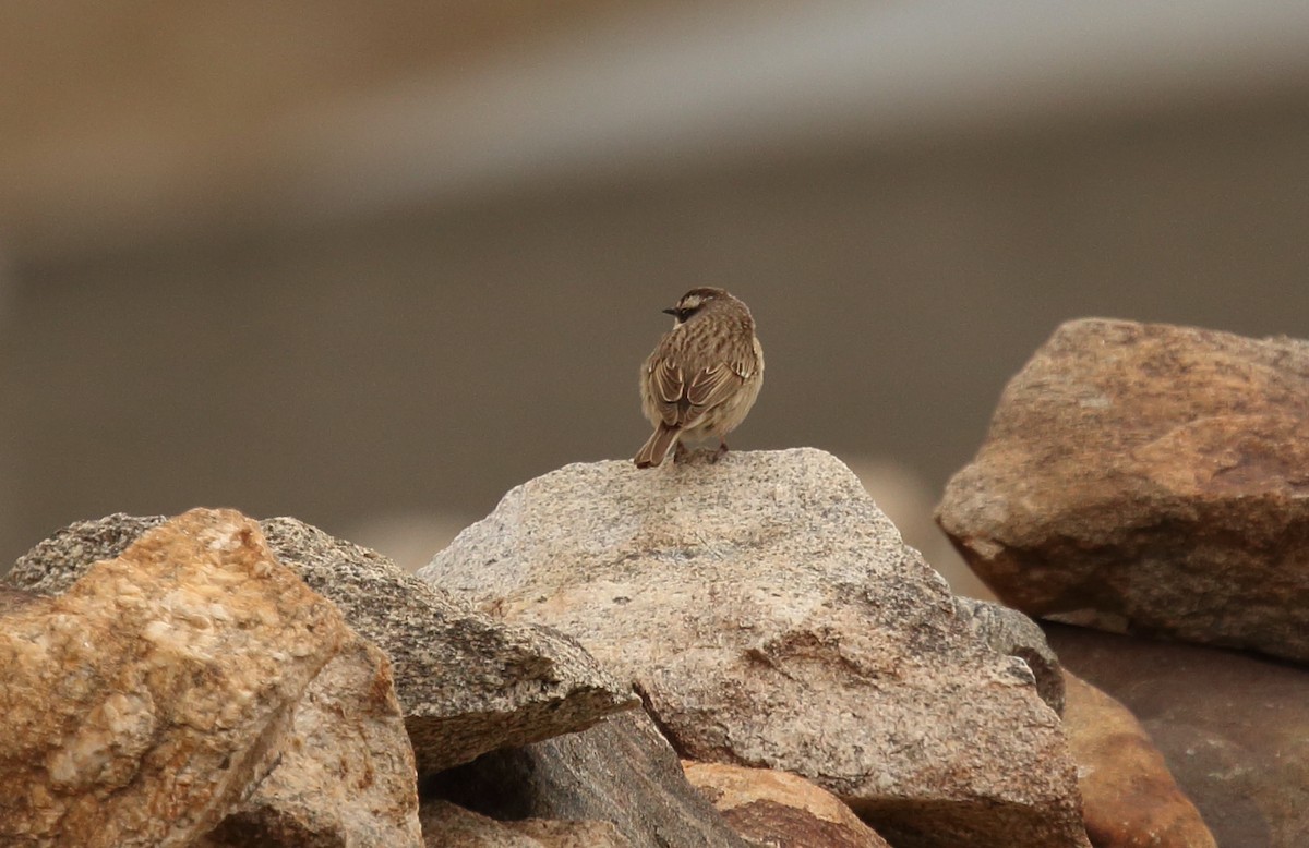Brown Accentor - ML620166033
