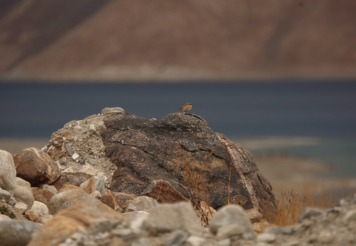 Brown Accentor - ML620166034