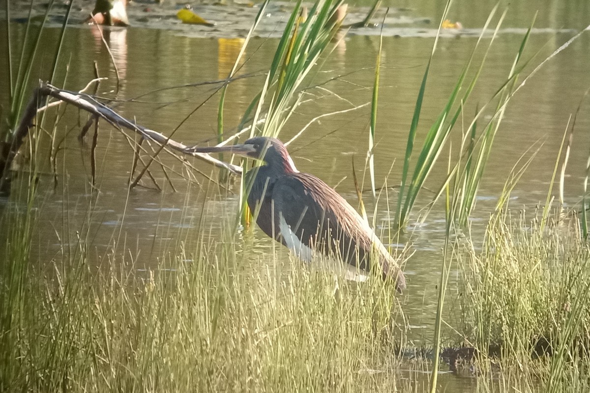 Tricolored Heron - ML620166036