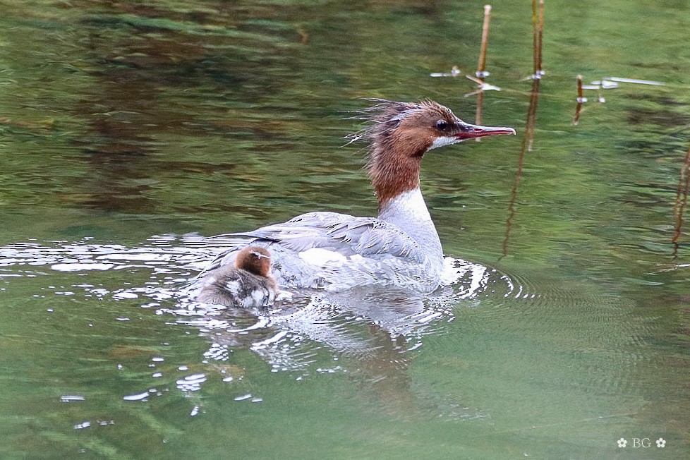 Common Merganser - ML620166037