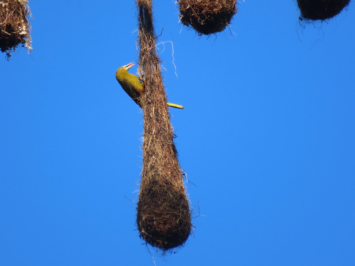 Green Oropendola - ML620166050