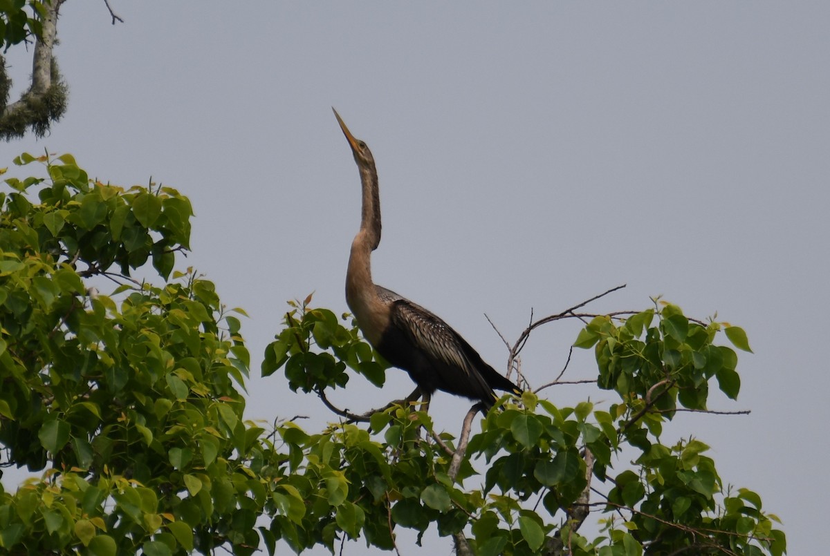 Anhinga Americana - ML620166059