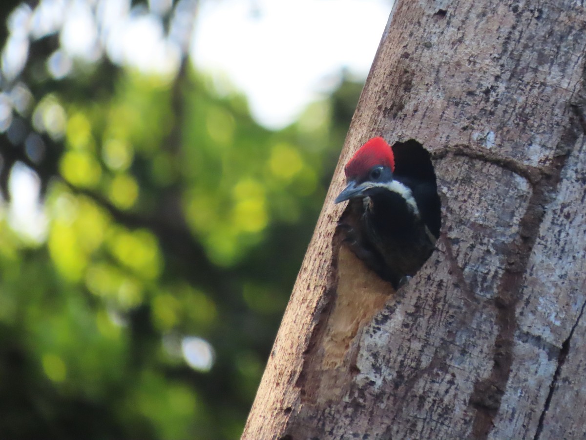 Lineated Woodpecker - ML620166064