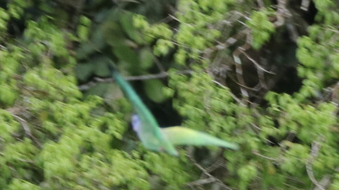 Blue-headed Parrot - ML620166073