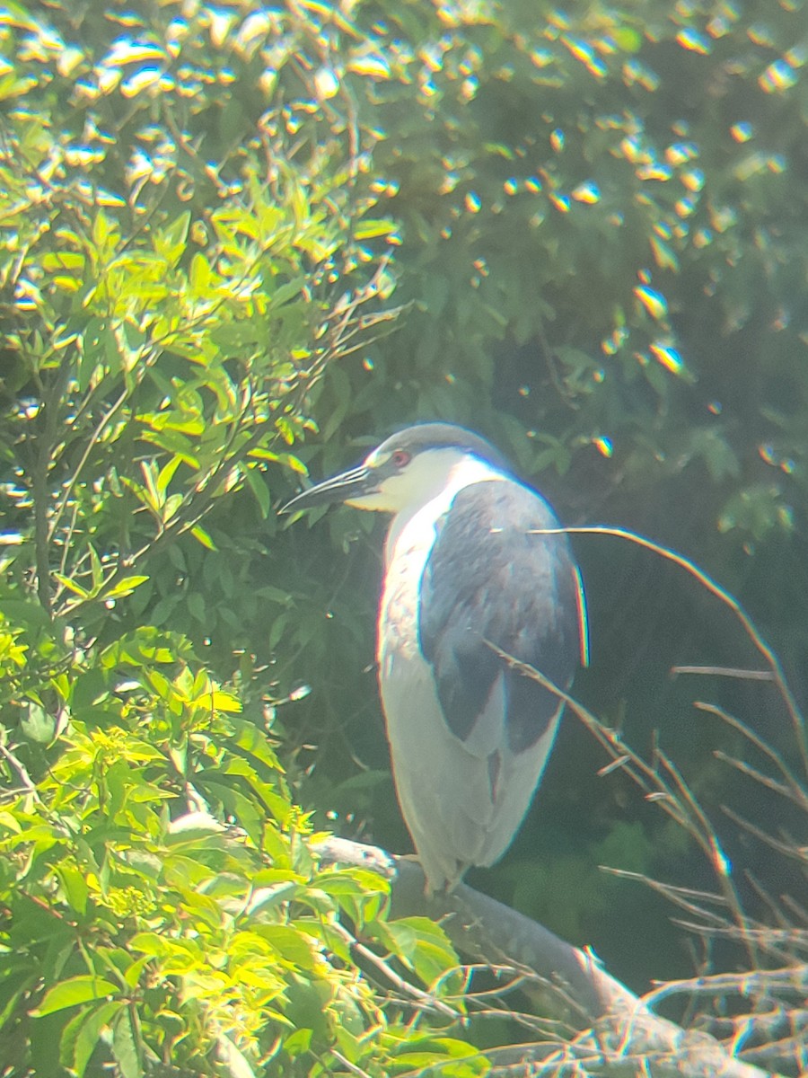 Black-crowned Night Heron - ML620166078