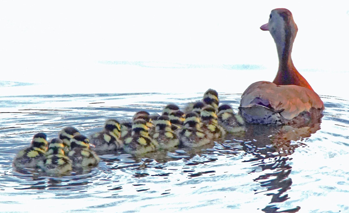 Black-bellied Whistling-Duck - ML620166080