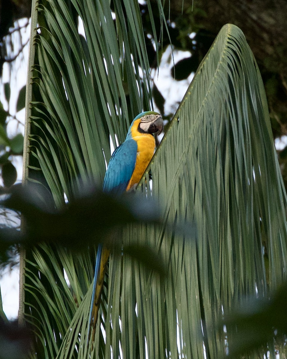 Blue-and-yellow Macaw - ML620166088