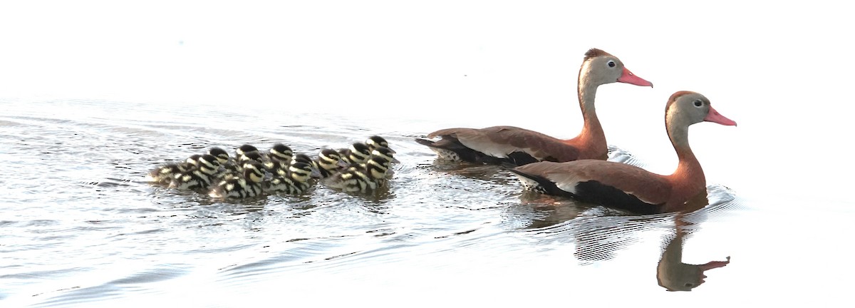 Black-bellied Whistling-Duck - ML620166090