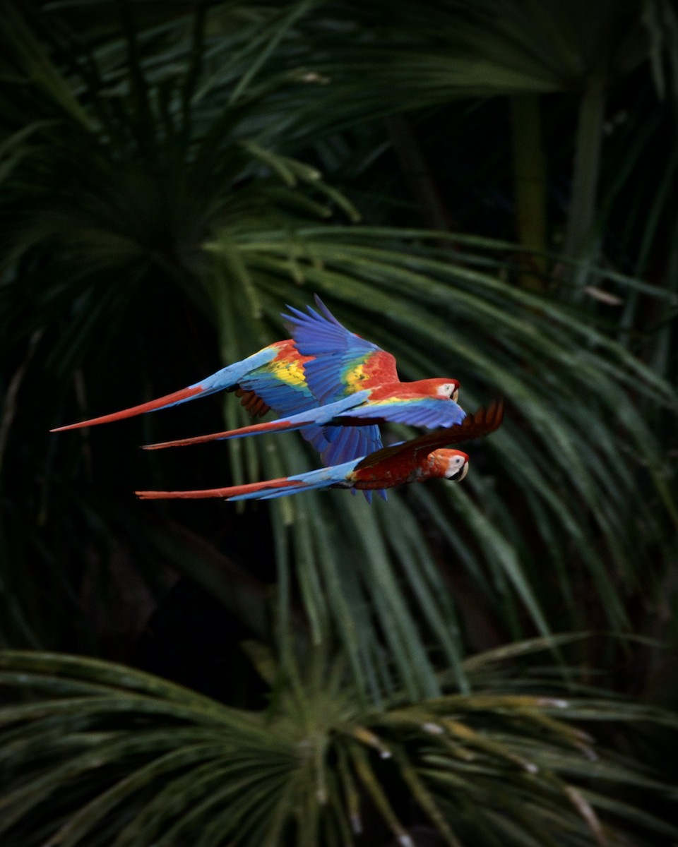 Scarlet Macaw - ML620166096