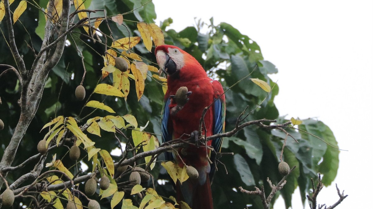 Scarlet Macaw - ML620166097