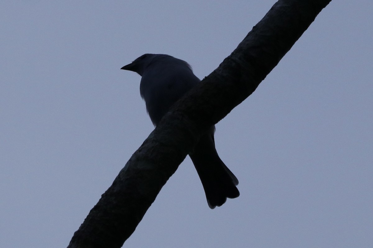 Blue-gray Tanager - ML620166103