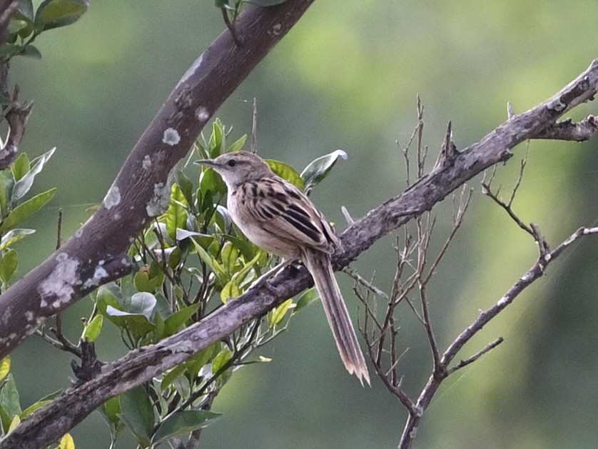 Striated Grassbird - ML620166107