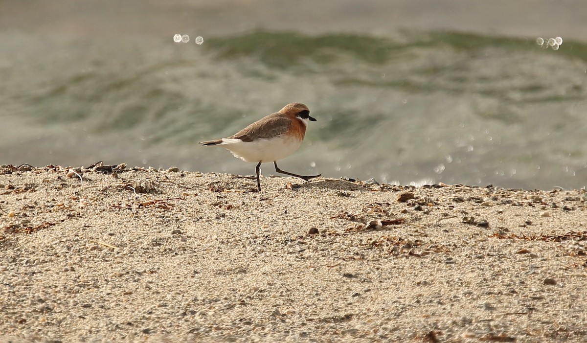 Tibetan Sand-Plover - ML620166110