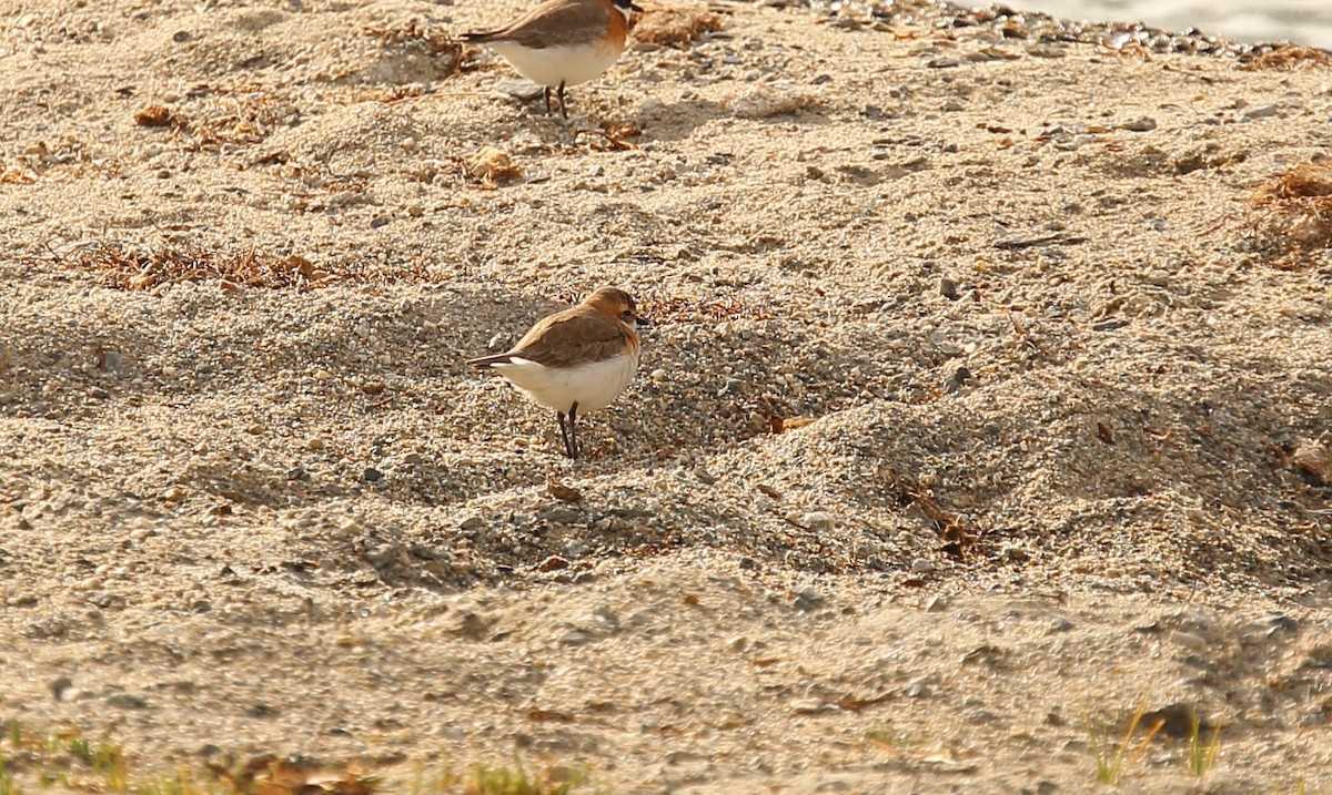 Tibetan Sand-Plover - ML620166111