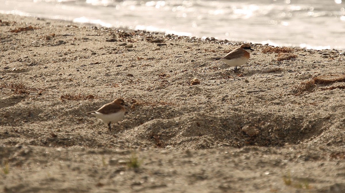 Tibetan Sand-Plover - ML620166113