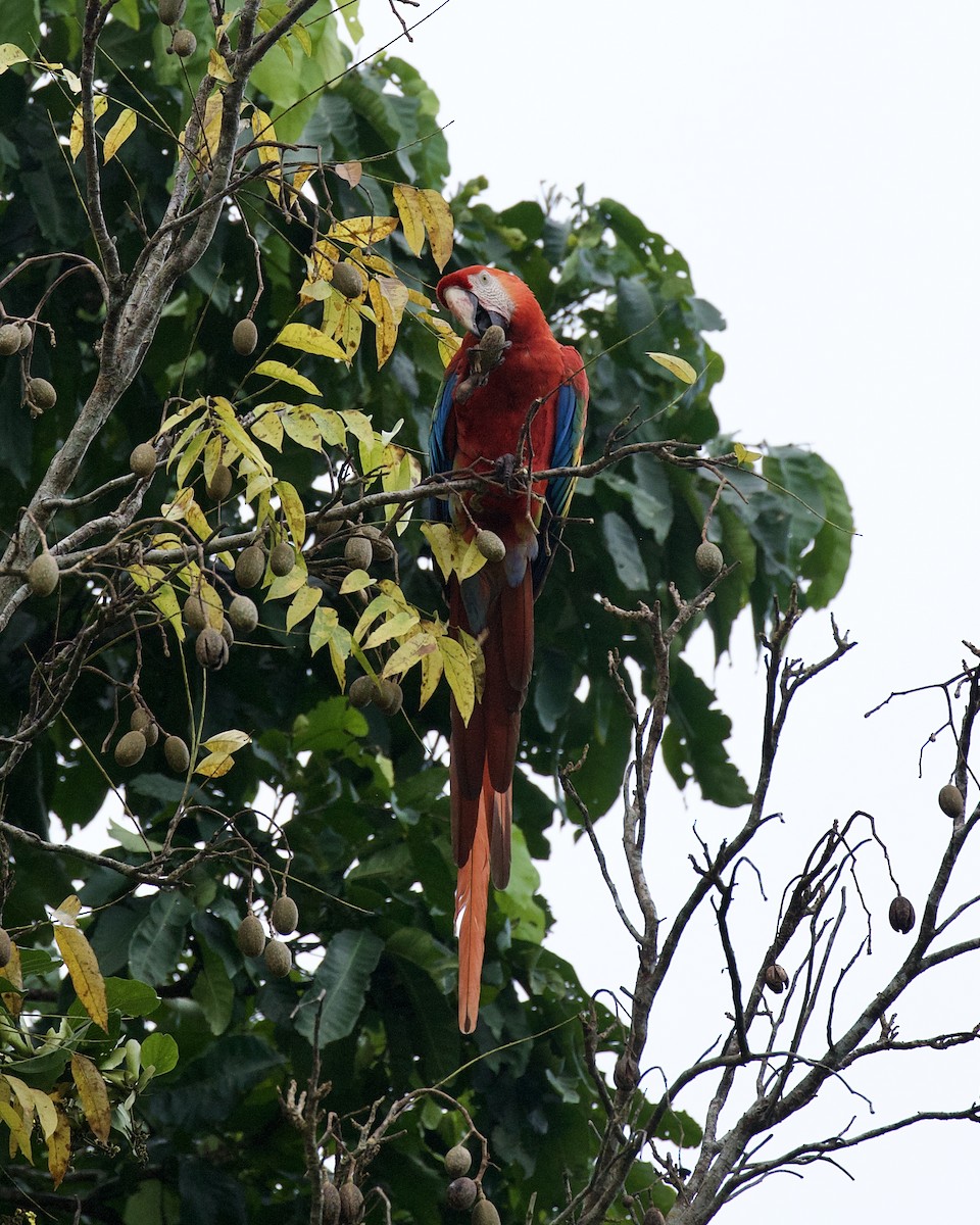 Guacamayo Macao - ML620166115