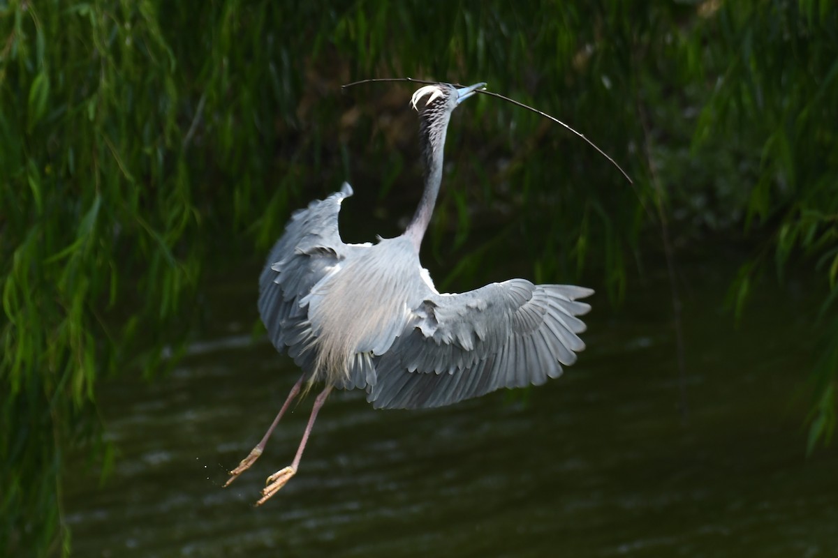 Tricolored Heron - ML620166127