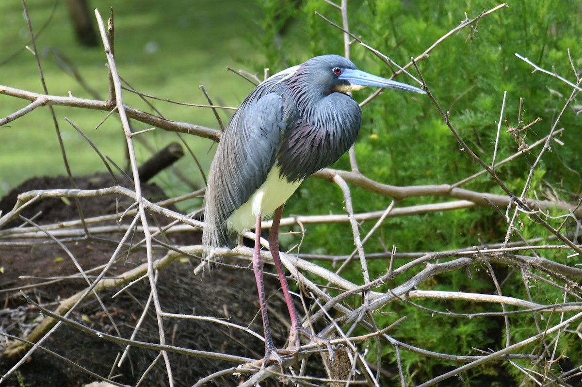 Tricolored Heron - ML620166128