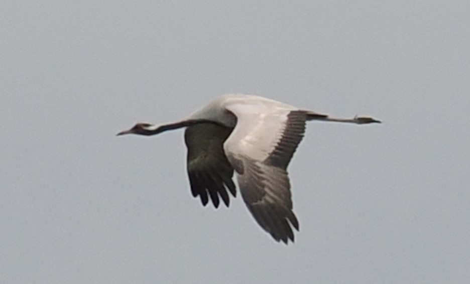 Grulla Damisela - ML620166131