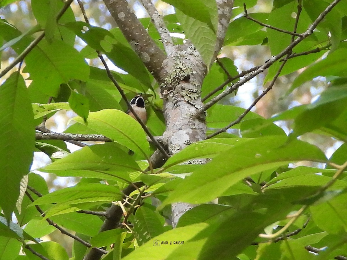 Black-throated Tit - ML620166138