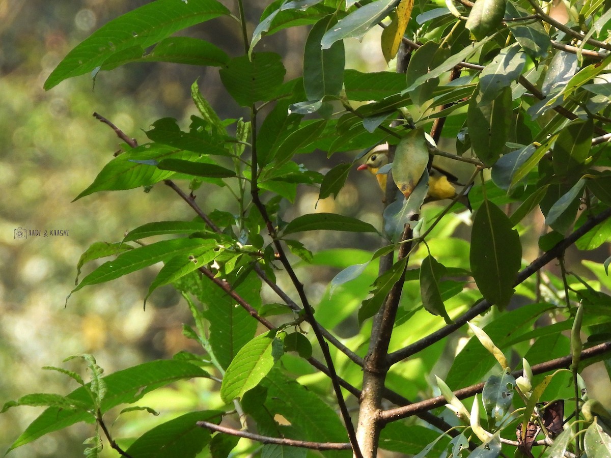 Red-billed Leiothrix - ML620166139