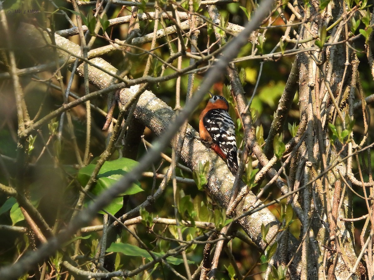 Rufous-bellied Woodpecker - ML620166141