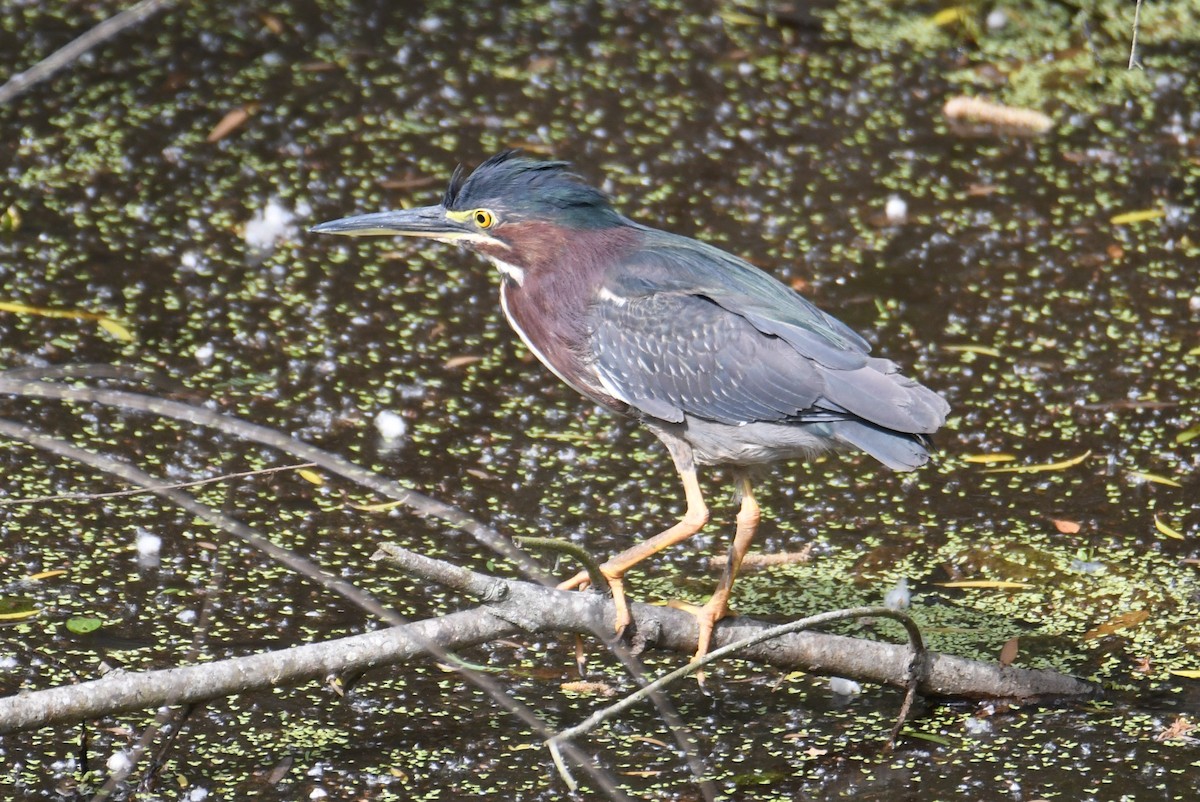 Green Heron - ML620166142