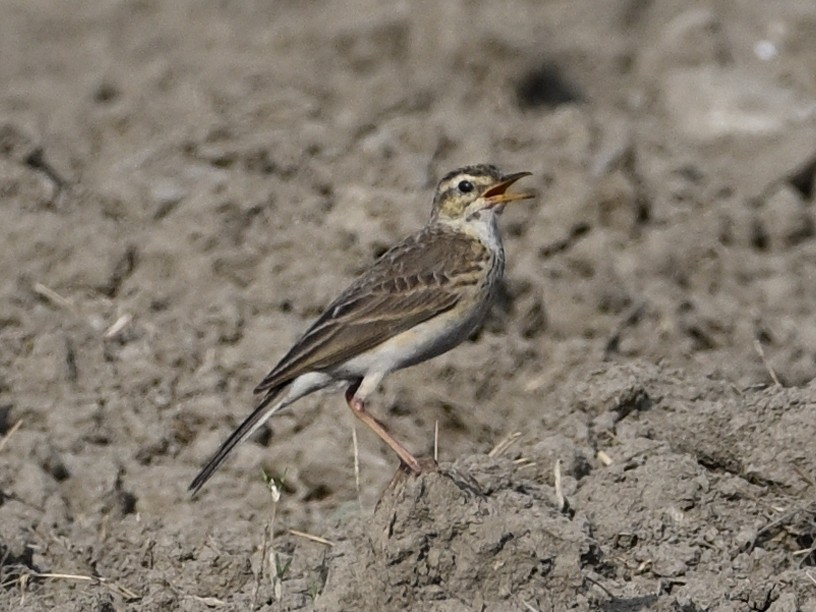 Paddyfield Pipit - ML620166145