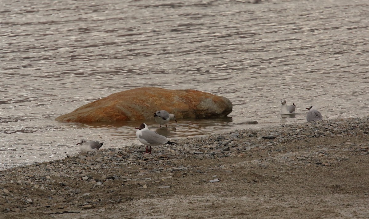 Brown-headed Gull - ML620166151