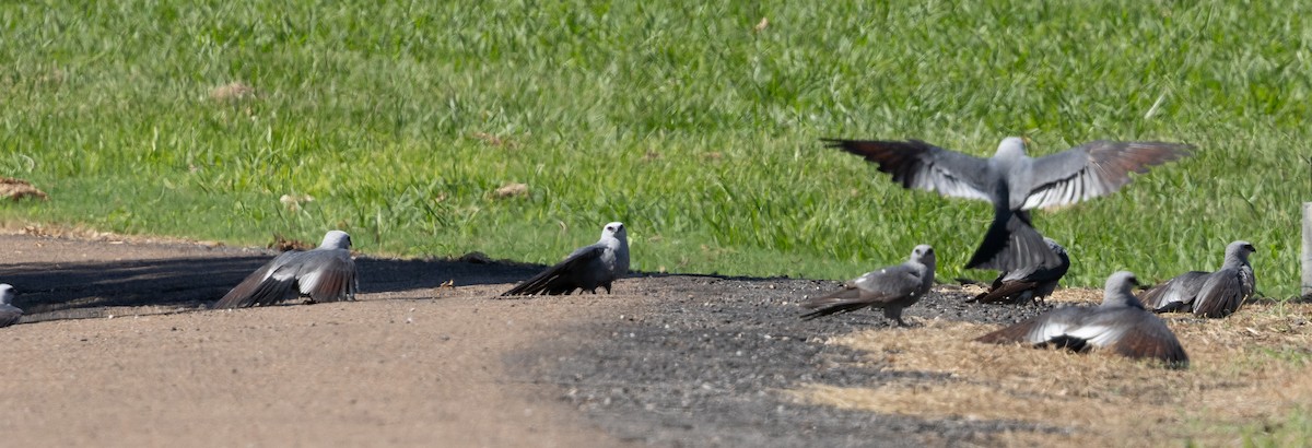 Mississippi Kite - ML620166152