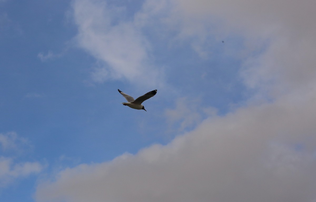 Gaviota Centroasiática - ML620166155