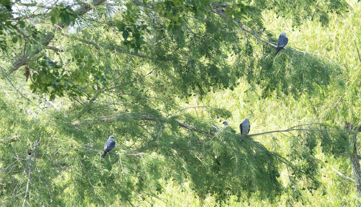 Mississippi Kite - ML620166157