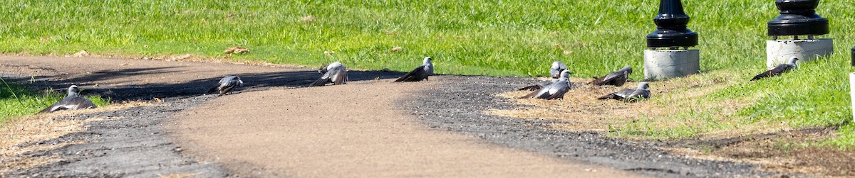 Mississippi Kite - ML620166159