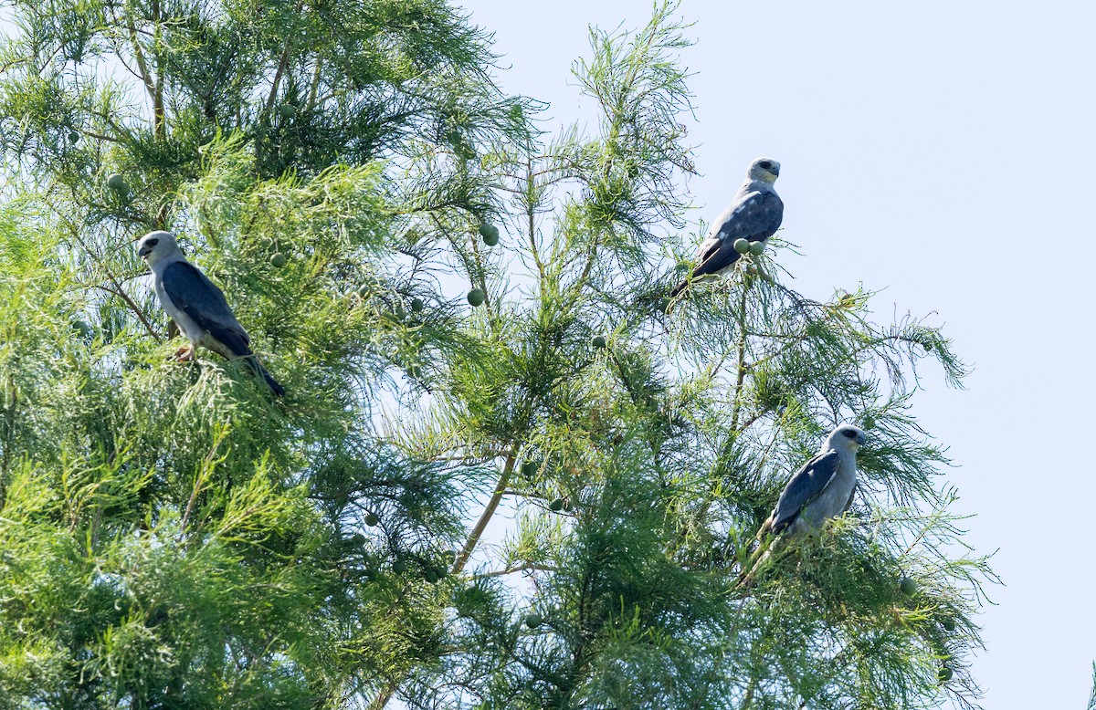 Mississippi Kite - ML620166161