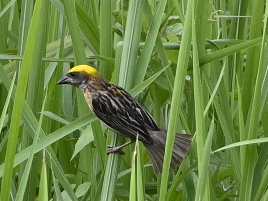 tanımsız Passeriformes sp. - ML620166165