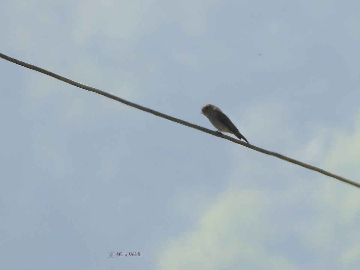 Dark-sided Flycatcher - ML620166175