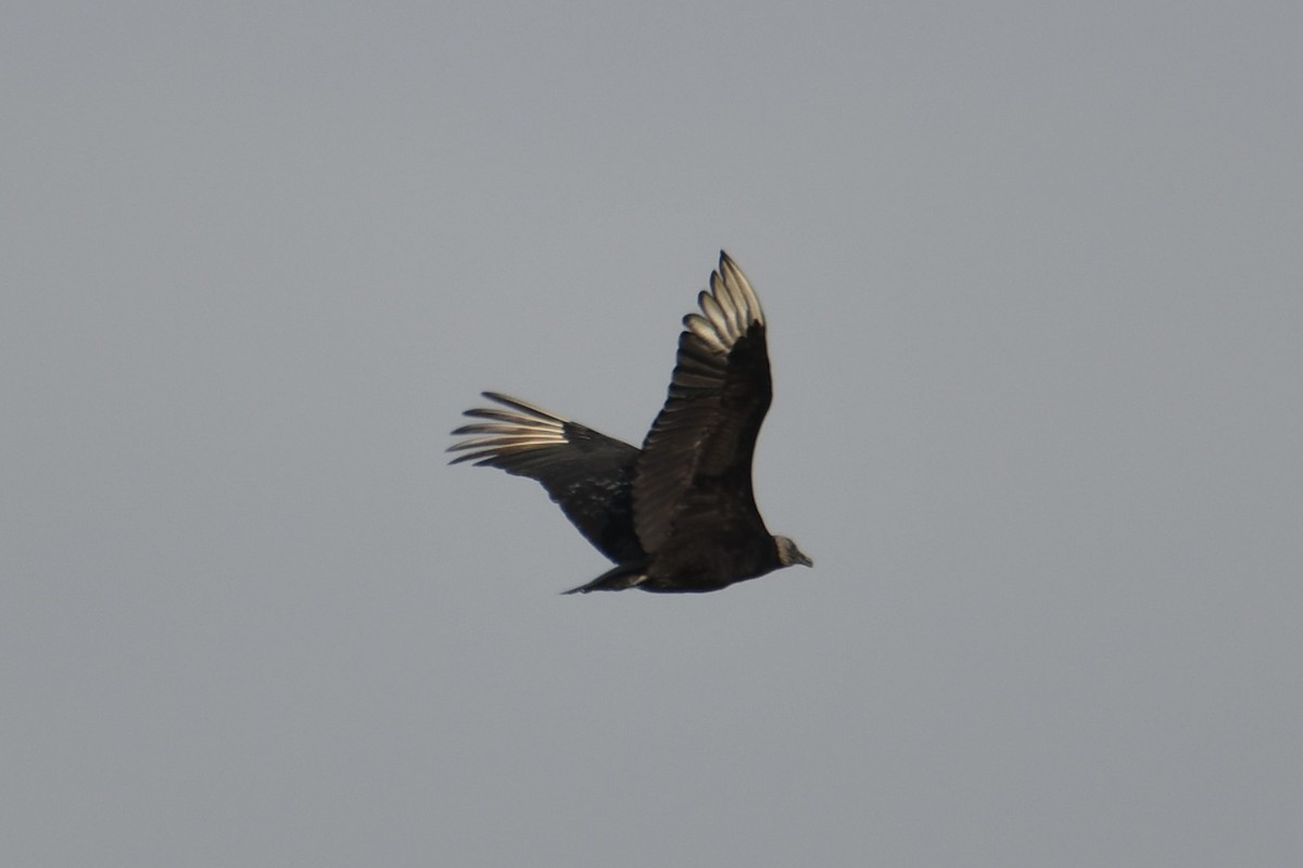 Black Vulture - ML620166177