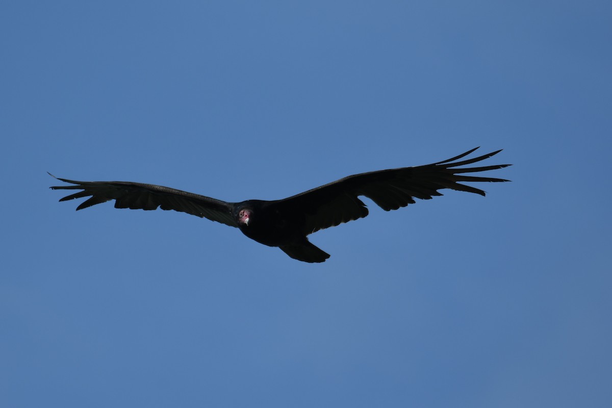 Turkey Vulture - ML620166181