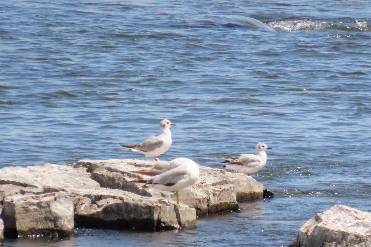 Bonaparte's Gull - ML620166184