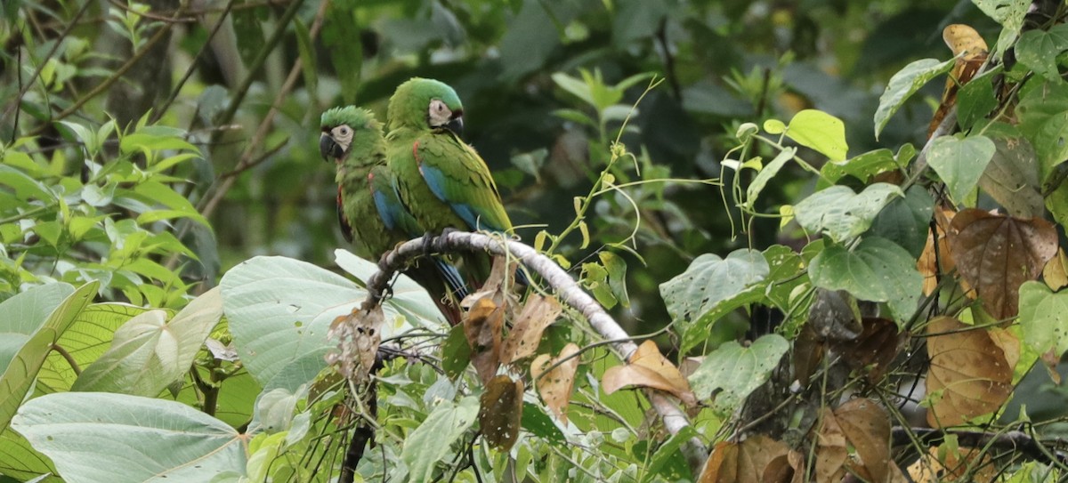 Chestnut-fronted Macaw - ML620166186