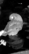 Eastern Screech-Owl - ML620166188