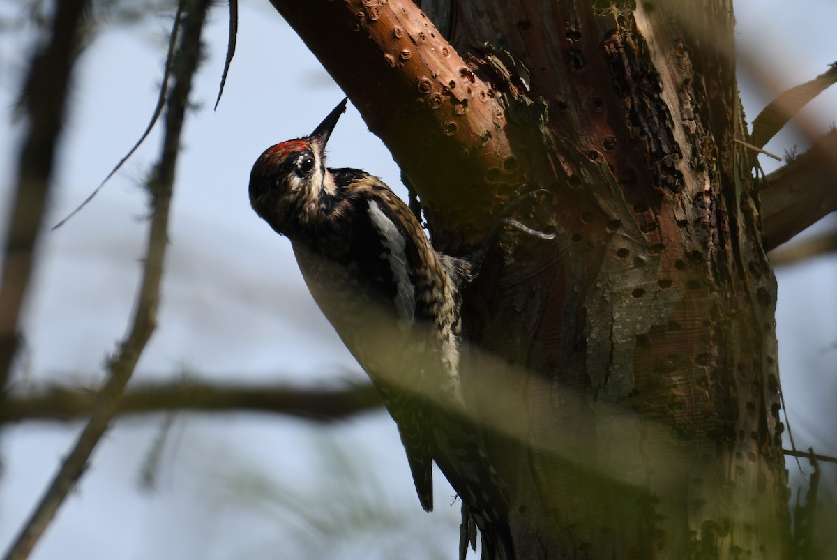 Yellow-bellied Sapsucker - ML620166189