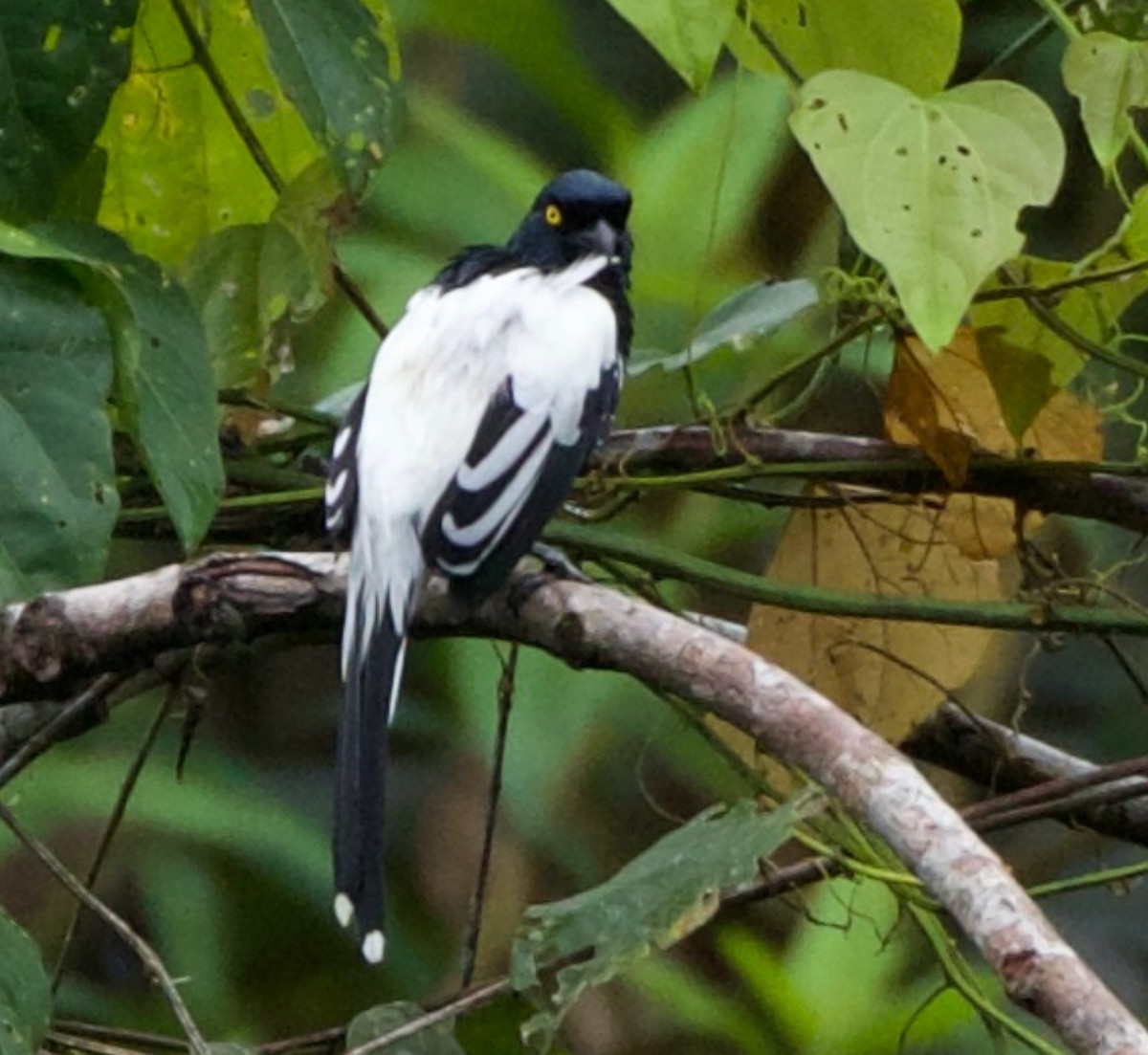 Magpie Tanager - ML620166191