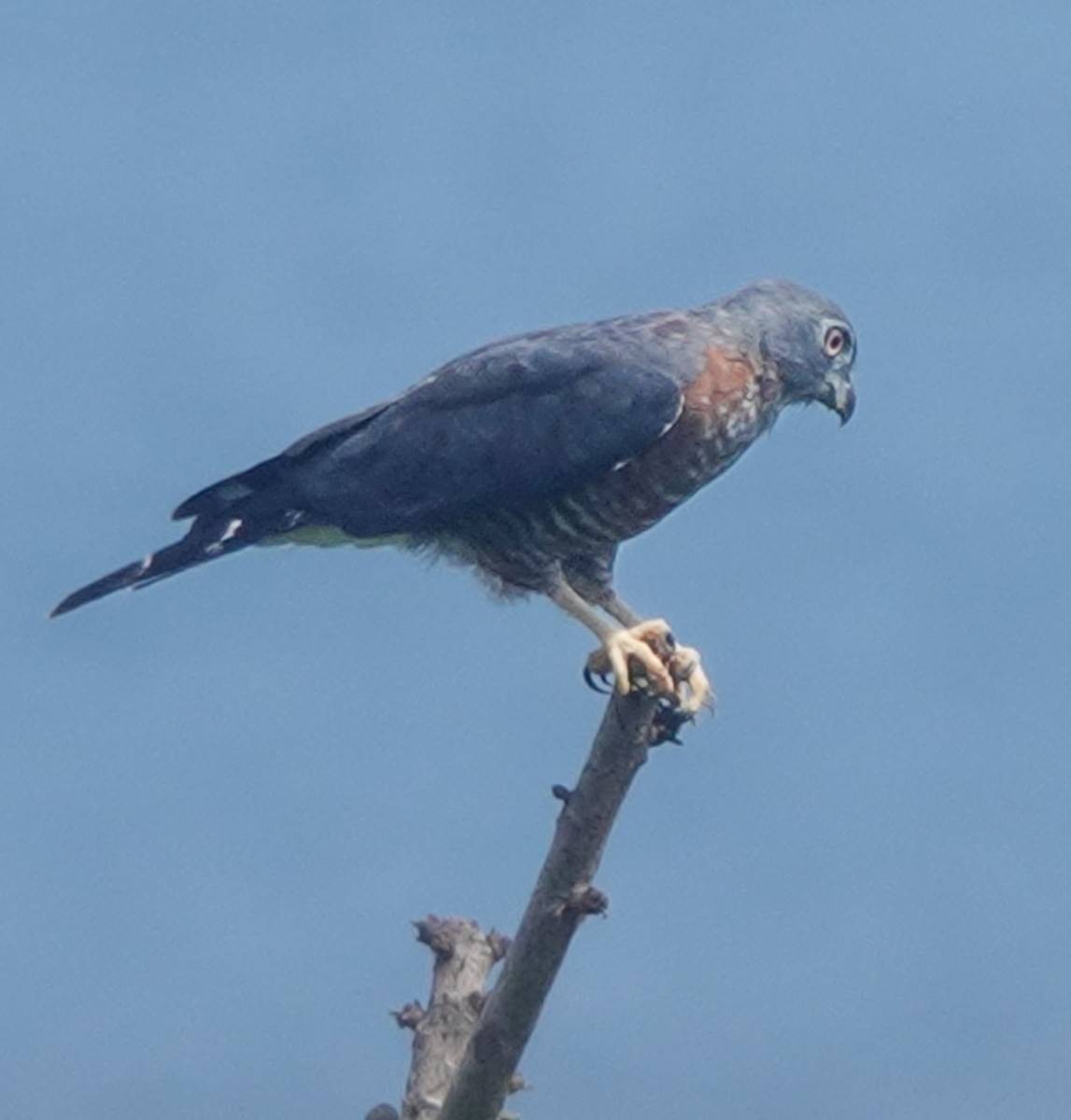 Double-toothed Kite - ML620166200
