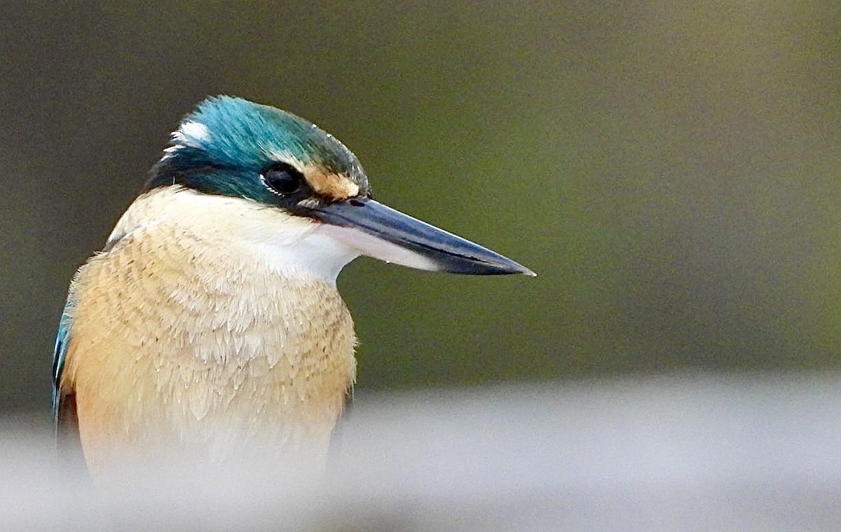 Sacred Kingfisher - ML620166204