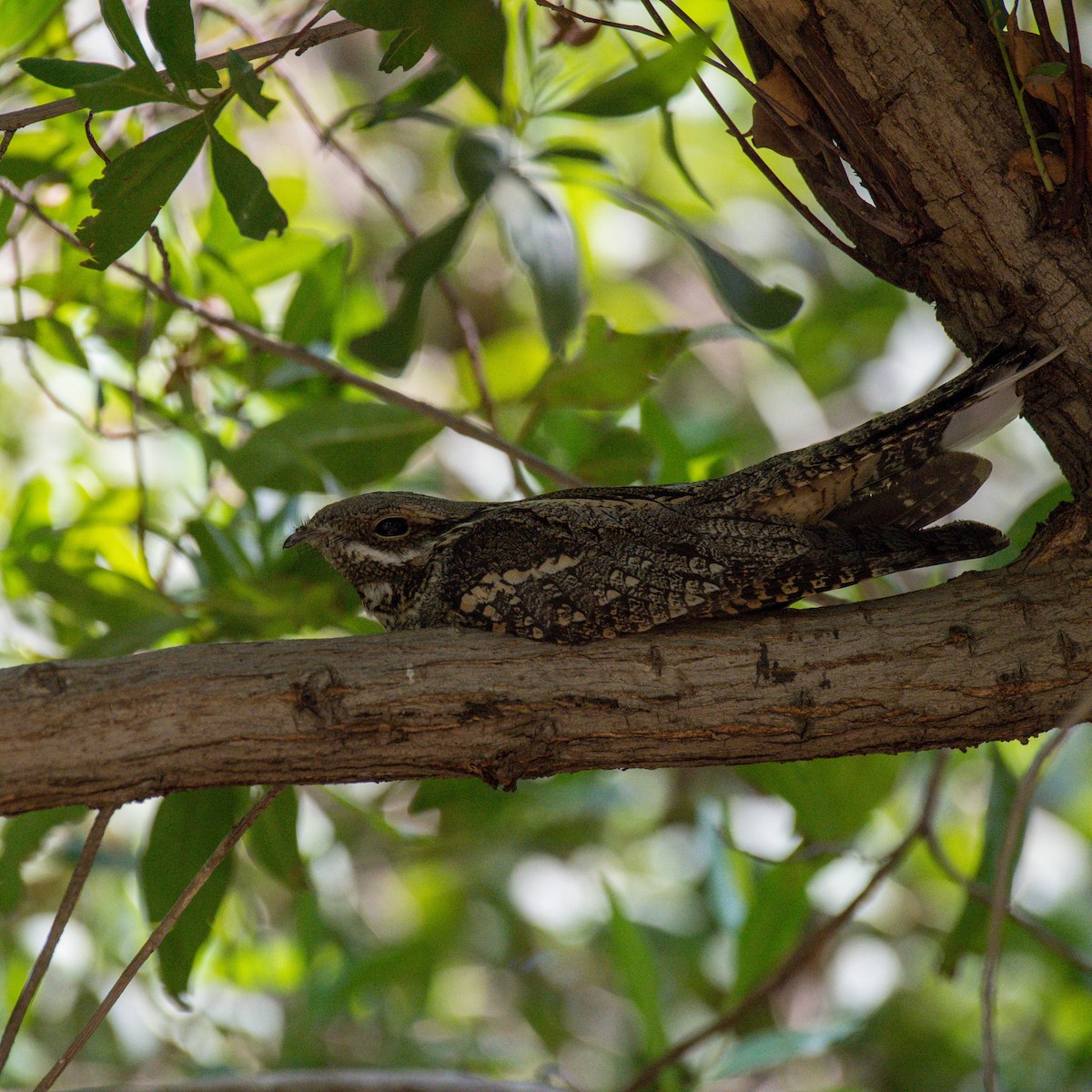 Eurasian Nightjar - ML620166209