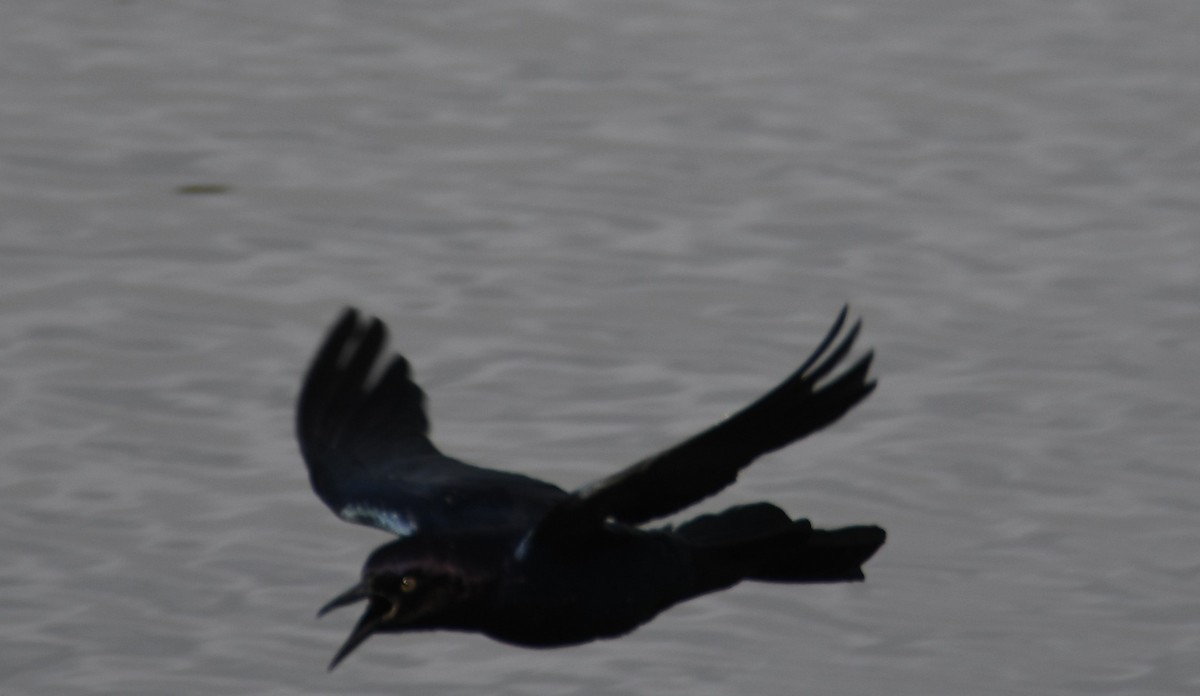 Boat-tailed Grackle - ML620166211