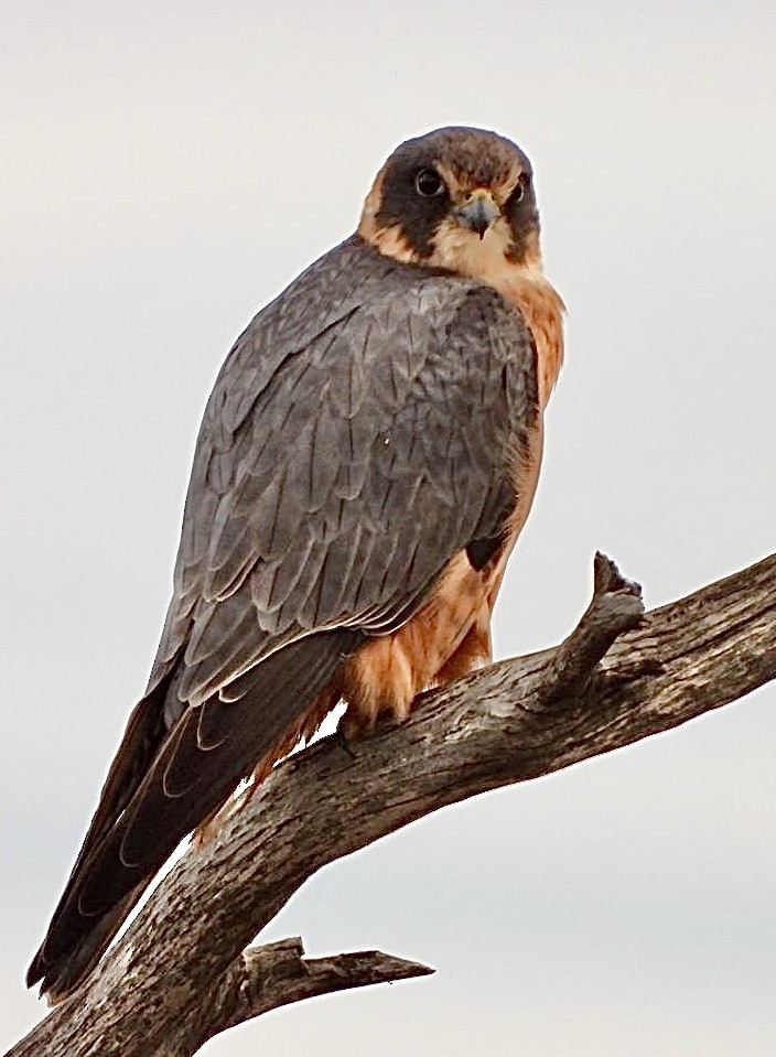 Australian Hobby - ML620166214